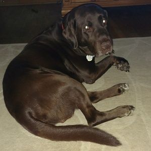 Meet your Posher, Lisa